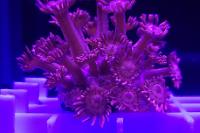 Flower pot coral Thumbnail