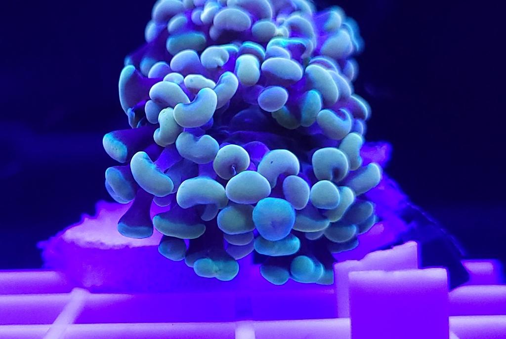 Hammer head coral