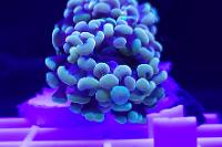 Hammer head coral  Thumbnail