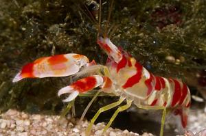 Banded Pistol Shrimp Thumbnail