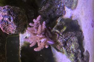 Kenya Tree Coral Thumbnail