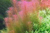 Rotala Wallichii  Thumbnail