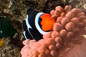 Mocha Clownfish Thumbnail