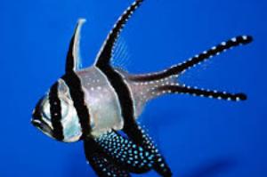 Banggai Cardinalfish Thumbnail