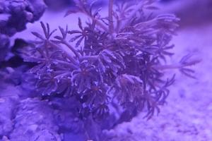 Pulsating Xenia Thumbnail