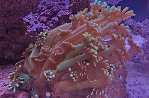 Alveopora Coral Thumbnail