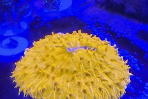 Orange Plate Coral Thumbnail