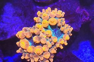 Sunburst Bubble Tip Anemone Thumbnail