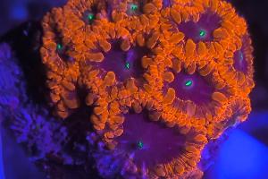 Big Polyp Blastomussa Coral Thumbnail