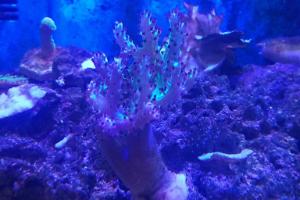 Green Kenya Tree Coral Thumbnail