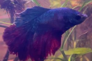 Betta Thumbnail