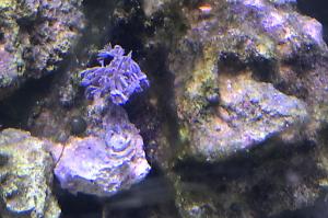 Pulsating Xenia Thumbnail