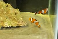 Clowfish Thumbnail