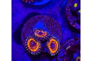 Armor of God Zoanthid Thumbnail