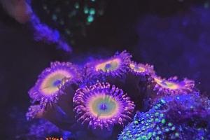 Sunny Delight Zoa Thumbnail