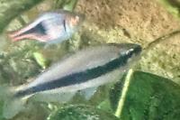 Blue emperor tetra Thumbnail