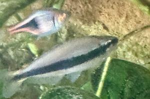 Blue emperor tetra