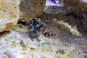 Bubble Tip Anemone  Thumbnail