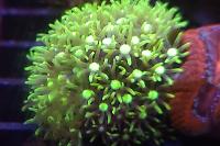 Green Star Polyp Thumbnail