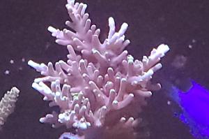 Bonsai Acropora Thumbnail