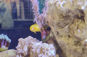 Yellow Clown Goby Thumbnail