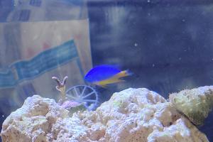 Azure Damselfish Thumbnail