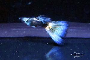 Aurora Moscow Delta Guppy Thumbnail