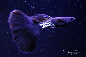 Black Metal Snakeskin Guppy Thumbnail