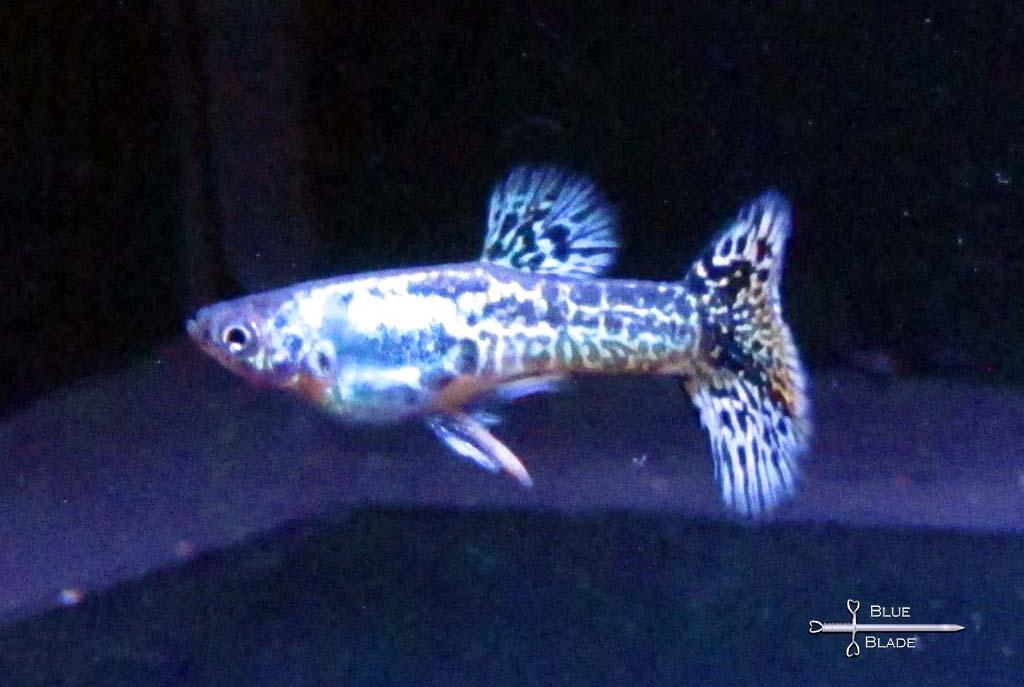 Blue Dragon Guppy