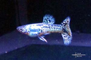 Blue Dragon Guppy Thumbnail