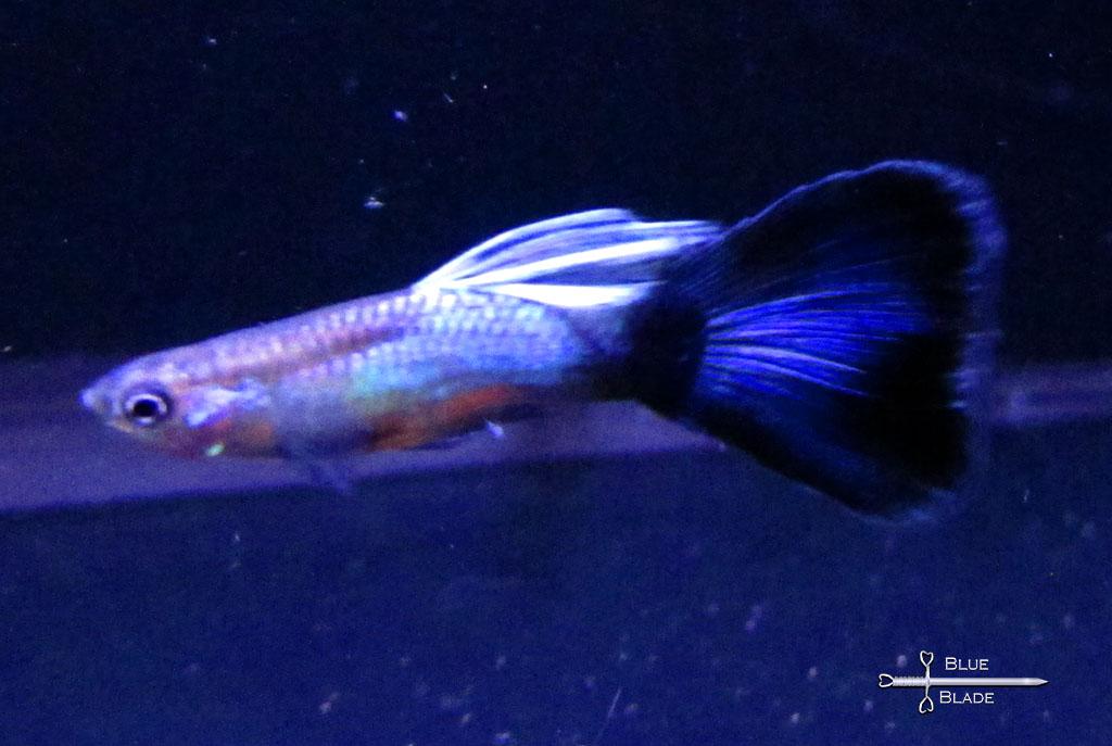 Japanese Blue Guppy