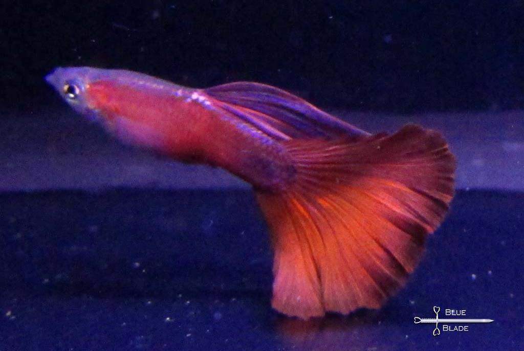 non-albino full red guppy