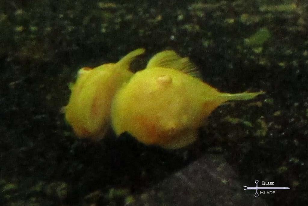 Albino Green Dragon bristlenose pleco