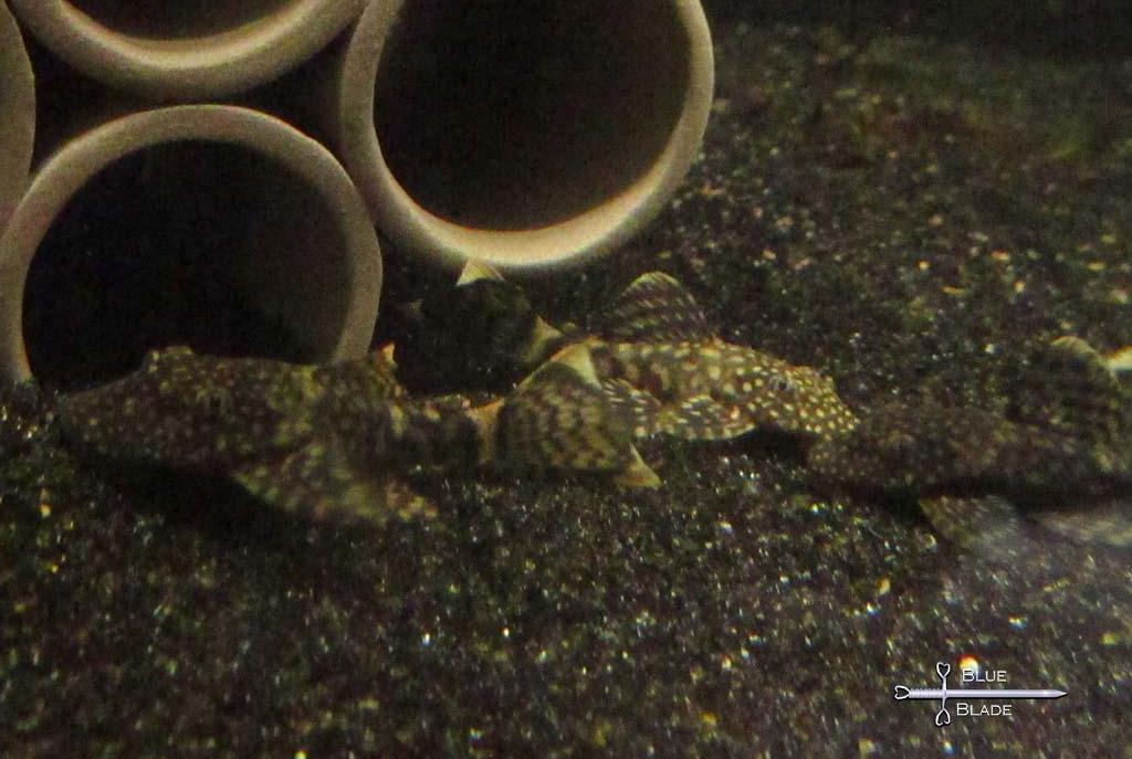 Bristlenose Pleco