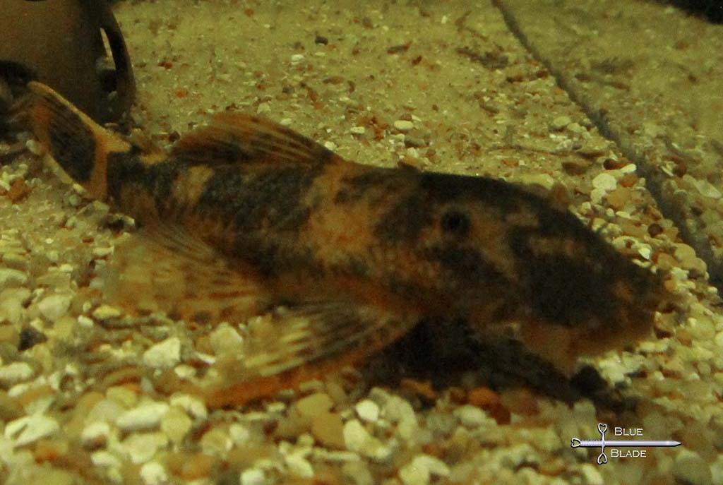 Calico Bristlenose Pleco