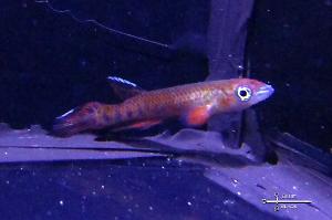 Epiplatys roloffi