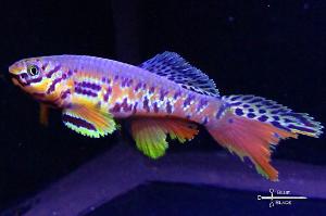 Fundulopanchax kribianus fifinda ADK 09-301 Thumbnail