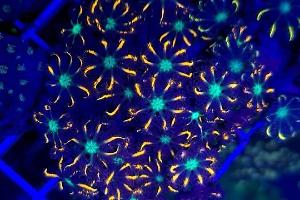 Rainbow Clove Polyps Thumbnail