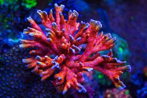 Bubblegum Digitata Montipora

 Thumbnail