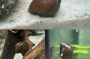 Nerite Thumbnail