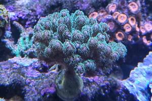 Pocillopora Green Thumbnail