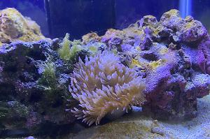 Bubble Tip Anemone Thumbnail