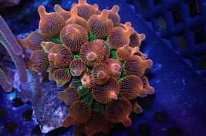 Rainbow Bubble Tip Anemone Thumbnail