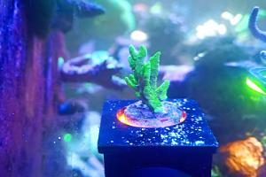 Green Montipora stellata Thumbnail