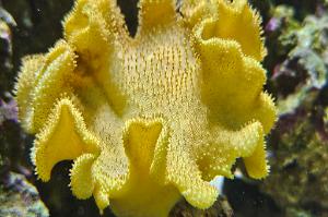 Yellow Fiji Leather Coral Thumbnail