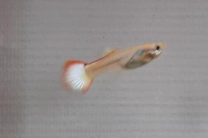 Guppy Thumbnail