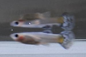 Guppy Thumbnail