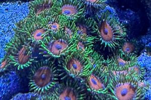 Eagle Eye Zoa Thumbnail