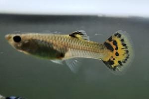 Guppy Thumbnail