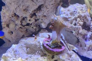 Sexy Anemone Shrimp Thumbnail